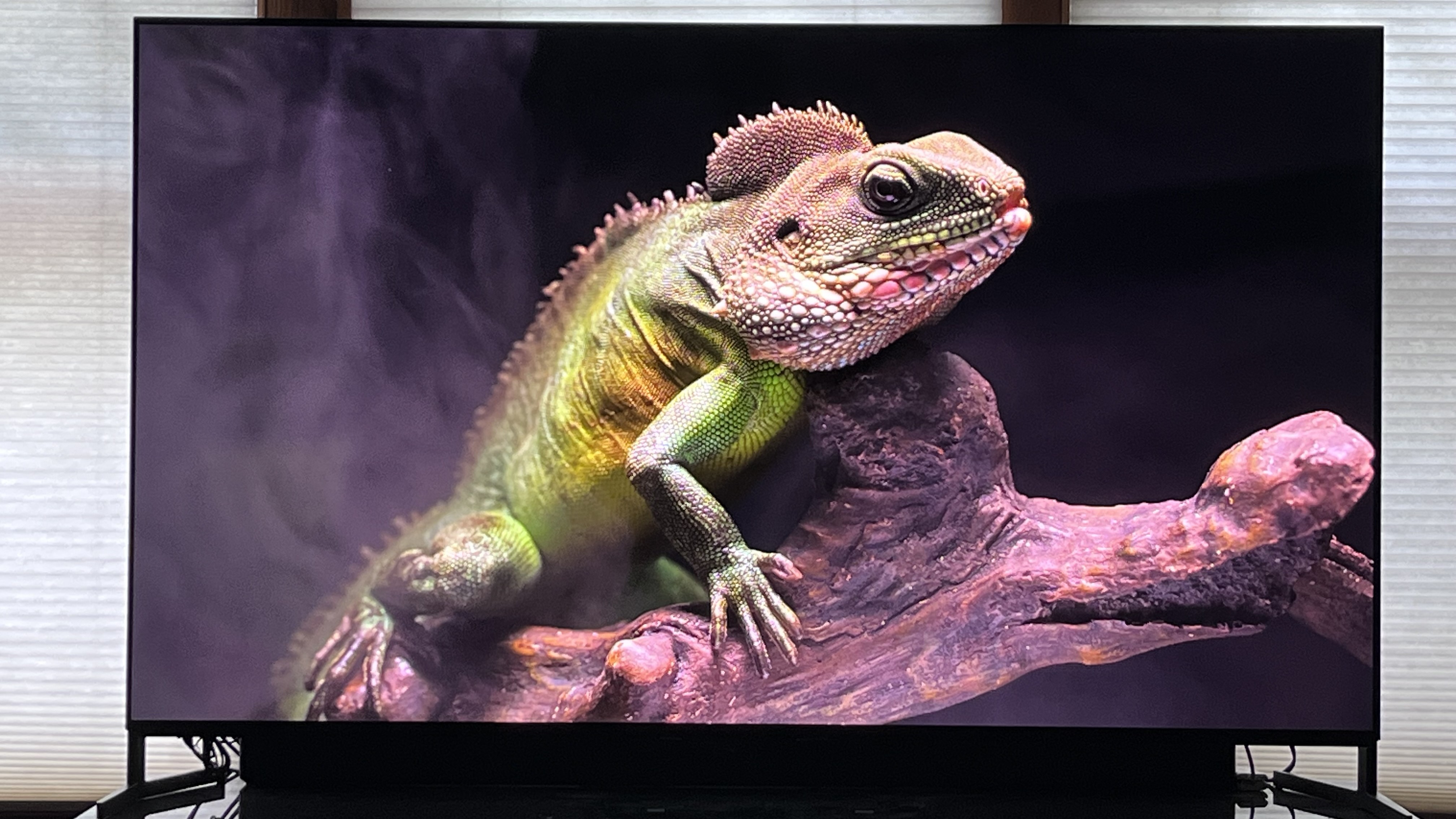 Sony Bravia 8 II showing image of lizard